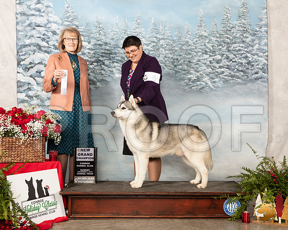 Siberian Husky #5 Sun NGrCh Judge Nancy Simmons__SR_5067_Conroe2019-HR3