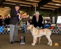 Spinoni ltaliani #8 Sun NCh BOS Maj Judge Charles Olvis