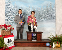 Toy Fox Terrier #7 Sun BOB Maj Judge Juan Miranda