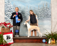 Whippet #15 Sun G1 Judge Lou M Guerrero