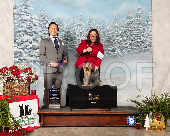 Yorkshire Terrier #20 Sun WB Judge Juan Miranda__SR_5317_Conroe2019-HR3