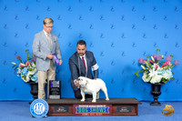 Bulldog #14 SUN WB M Judge Douglas Johnson