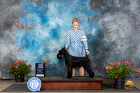 Standard Schnauzer #8 Sun WBCH Judge Karen McFarlane