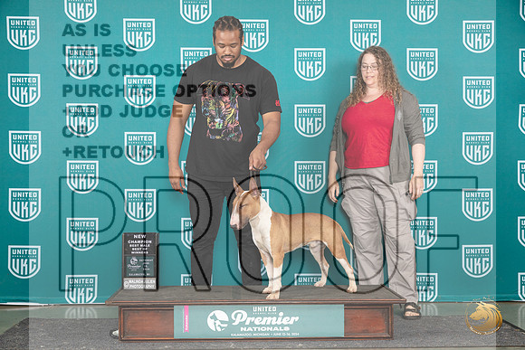 Bull Terrier #1414 Sat BOWCH Judge Carianna Glenn__JP_3278_Premier_2024_HR3