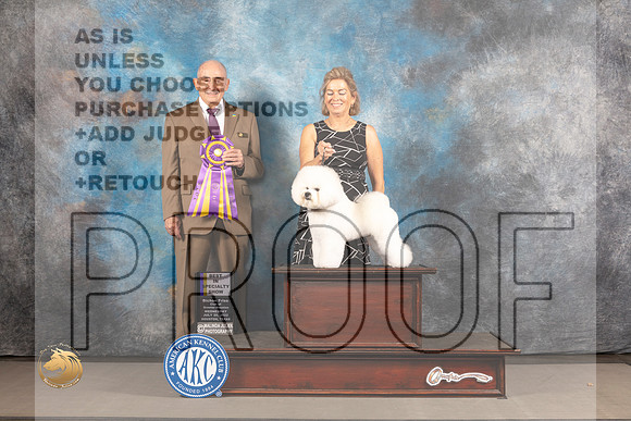 Bichon Frise #8 WED BISS Judge Joe Walton_MJ_2699_Houston_2022_HR3