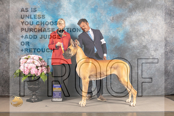 Great Dane #24 FRI BOB Judge Patricia Sosa_MJ_4935_Houston_2022_HR3