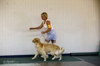 Golden Retriever Sat S1 Ring