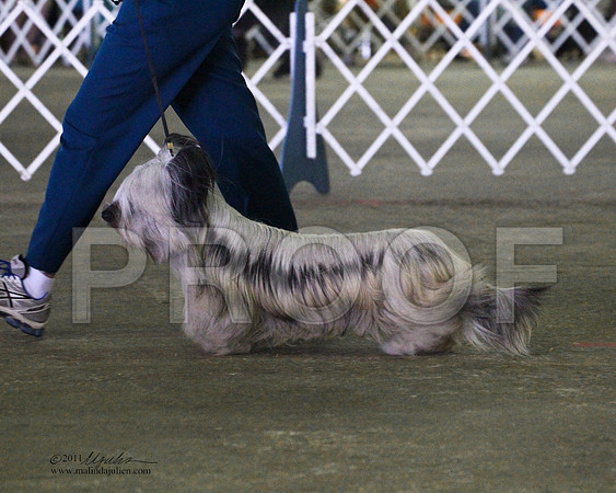 Skye Terrier - 0004-2