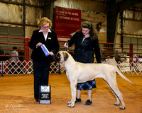 Mastiff #14 Sun BOW +A1