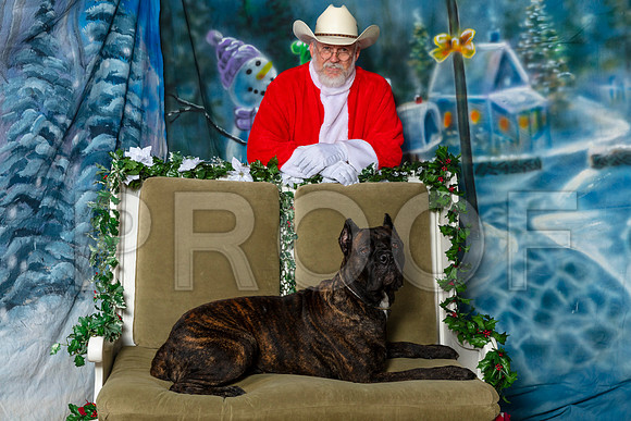 Cane Corso Josh Thur–_SR_5631-Dallas2019-HR3