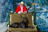 Cane Corso Josh Thurs 2