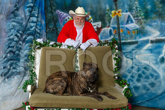 Cane Corso Josh Thurs Rambo–_SR_5641-Dallas2019-HR3