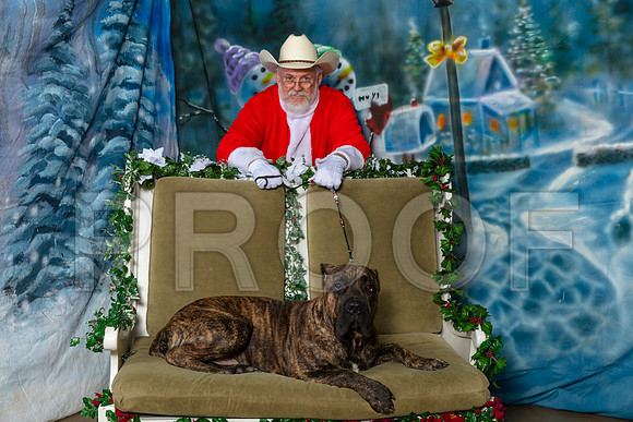 Cane Corso Josh Thurs Rambo–_SR_5643-Dallas2019-HR3