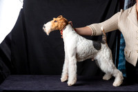 Wire Haired Fox Terrier Fri Jessie Carlson