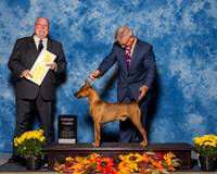 German Pinscher #5 Sat G3 Eastman Jill Judge Mr Douglass R Holloway Jr