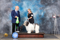 Polish Lowland #5 Sat OHG2 Judge Gary Andersen