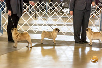 Pug #6 Fri Verjean Lunenschloss