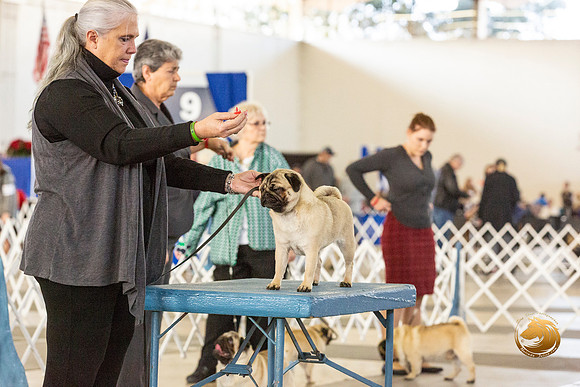 Pug #6 Fri Verjean Lunenschloss–JJL_0040-Dallas2019-HR3