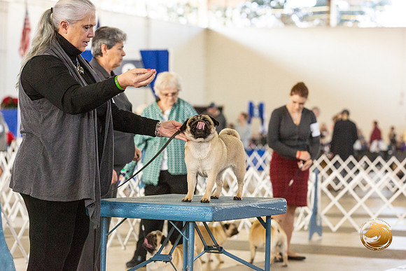Pug #6 Fri Verjean Lunenschloss–JJL_0041-Dallas2019-HR3