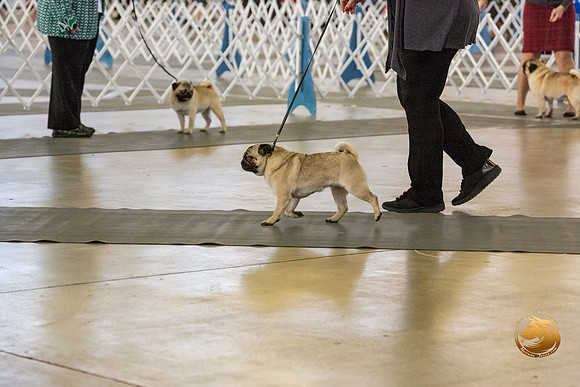 Pug #6 Fri Verjean Lunenschloss–JJL_0060-Dallas2019-HR3