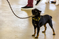 Brussels Griffon Ears Robert