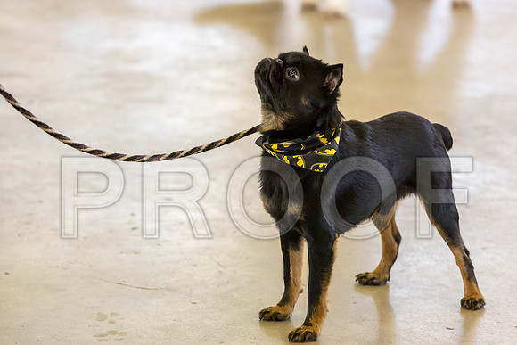 Brussels Griffon Ears Robert–JJL_0114-Dallas2019-HR3