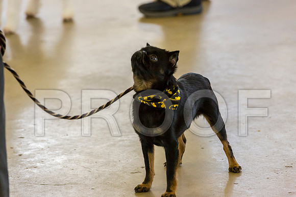 Brussels Griffon Ears Robert–JJL_0115-Dallas2019-HR3