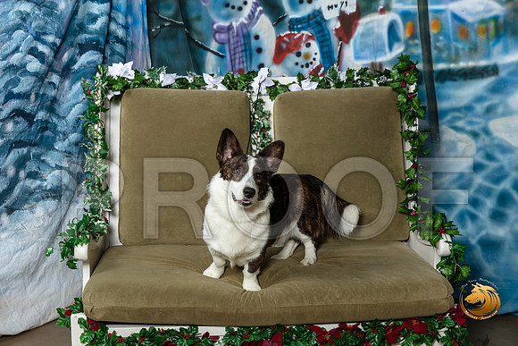 Cardigan Welsh Corgi Marco Fri–_SR_5661-Dallas2019-HR3
