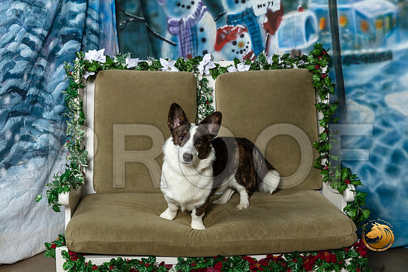Cardigan Welsh Corgi Marco Fri–_SR_5663-Dallas2019-HR3