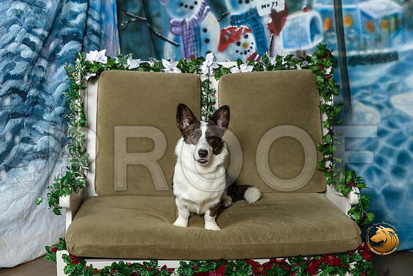 Cardigan Welsh Corgi Marco Fri–_SR_5665-Dallas2019-HR3