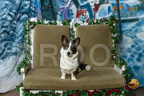 Cardigan Welsh Corgi Marco Fri–_SR_5667-Dallas2019-HR3