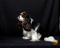 Cavalier King Charles Spaniel Fri