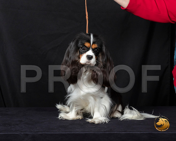 Cavalier King Charles Spaniel Fri–_SR_5677-Dallas2019-HR3