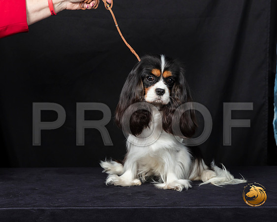 Cavalier King Charles Spaniel Fri–_SR_5687-Dallas2019-HR3