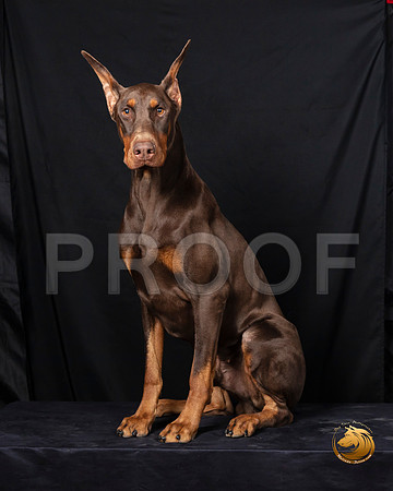 Doberman Pinscher Fri Portrait 2–_SR_5863-Dallas2019-HR3