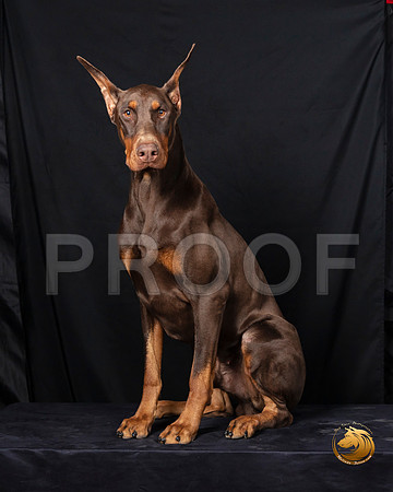 Doberman Pinscher Fri Portrait 2–_SR_5864-Dallas2019-HR3