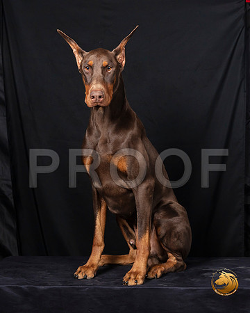 Doberman Pinscher Fri Portrait 2–_SR_5867-Dallas2019-HR3