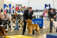 Golden Retriever Fri Group