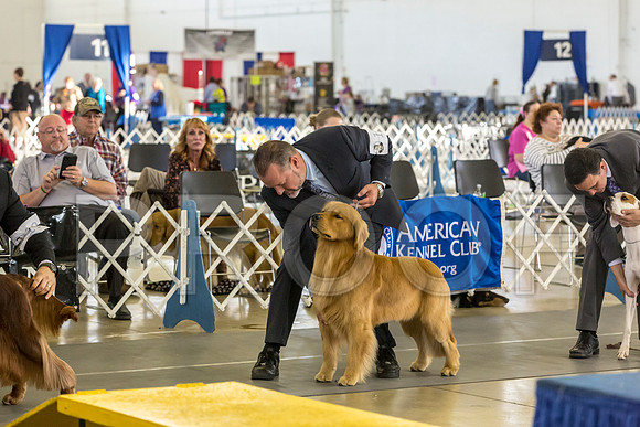 Golden Retriever Fri Group–JJL_0131-Dallas2019-HR3