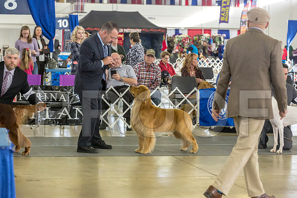 Golden Retriever Fri Group–JJL_0135-Dallas2019-HR3