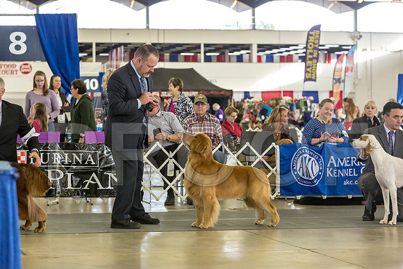 Golden Retriever Fri Group–JJL_0139-Dallas2019-HR3