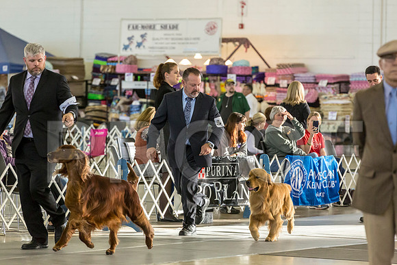Golden Retriever Fri Group–JJL_0145-Dallas2019-HR3