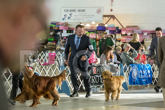 Golden Retriever Fri Group–JJL_0146-Dallas2019-HR3