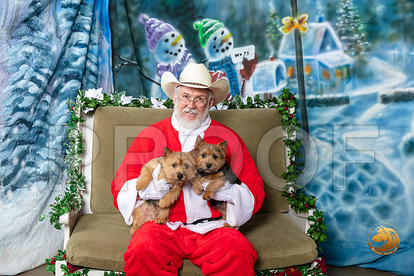 Norwich Terrier Fri 1–_SR_5717-Dallas2019-HR3
