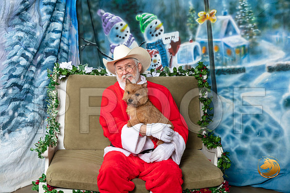 Norwich Terrier Fri 2–_SR_5731-Dallas2019-HR3