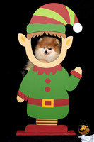 Pomeranian Punkin Elf