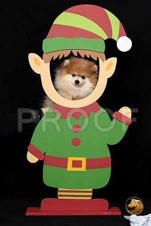 Pomeranian Punkin Elf–_SR_5790-Dallas2019-HR3