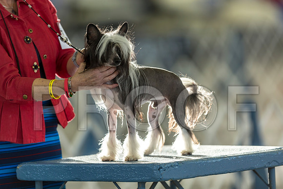 Toy Group OH Fri Rings–_JJ_8379-Dallas2019-HR3