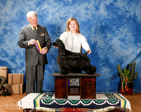 Cocker Spaniel Black #7 Sat BOB +A2