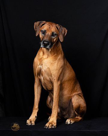 Rhodesian Ridgeback Fri Portraits-_SR_5824-HR3